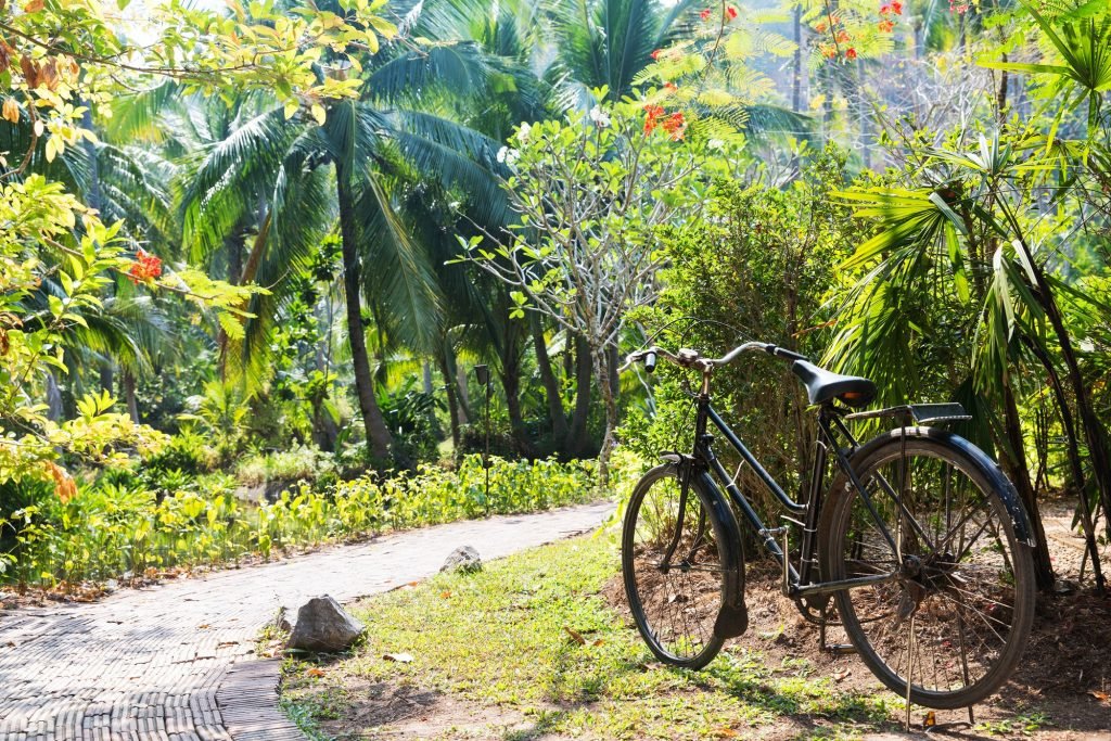 bicycle parked and path at exotic summer park